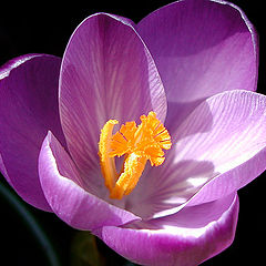 фото "Crocus"