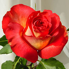 photo "Rose"