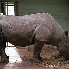 photo "The story about huge Rhino and fearless me :)"