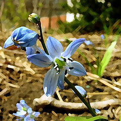 photo "Spring flower"