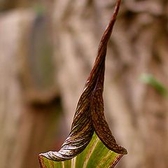 фото "Capuchin"