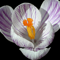 фото "Crocus (#2)"