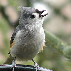 photo "The Talking Tit-mouse...."