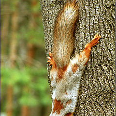 photo "The squirrel spring"