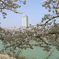 photo "Spring in Yeognam"