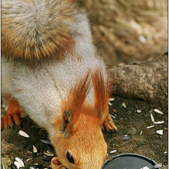 photo "Snack from the photographer:)"