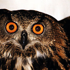 фото "Owl # 1"