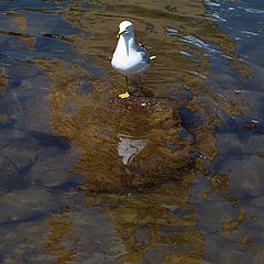 photo "One Is The Loneliest Number"