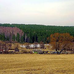 photo "Three Colors of Spring"