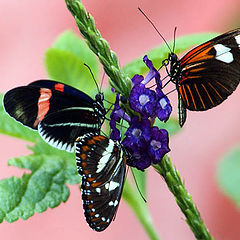 photo "Butterfly Picnic"