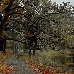 фото "The oaks"