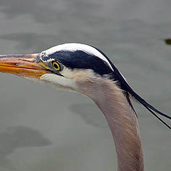 photo "Great Blue Heron"