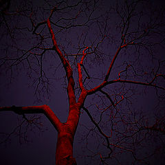 фото "A peaceful tree in the night:)"