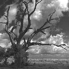 photo "Barren Tree"