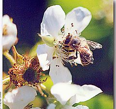 photo "Pollination"