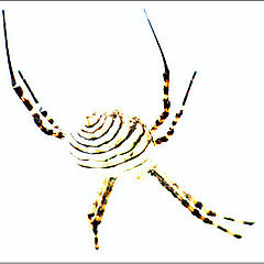 фото "Spider"