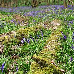 фото "English Bluebell Wood"