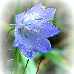 photo "Delicate Harebell"