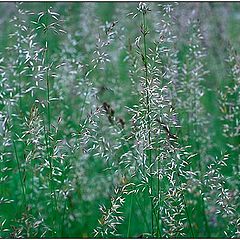 photo "Meadow 1"