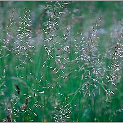 photo "Meadow 2"