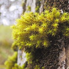 фото "Moss"