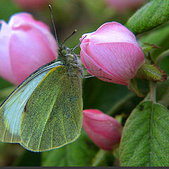 фото "The butterfly"