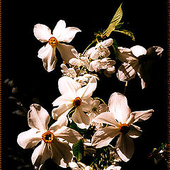 photo "I Was Gifted Some Flowers"