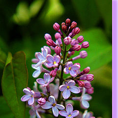 photo "Lilac"