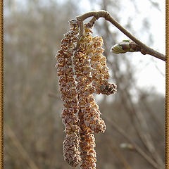 photo "In the spring even trees want to carry ear rings"