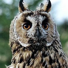 photo "The Owl"