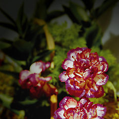 photo "Flowers for you"