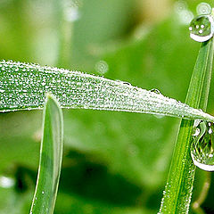 photo "Morning from the point of view of an ant"