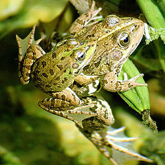 photo "Mother and son"