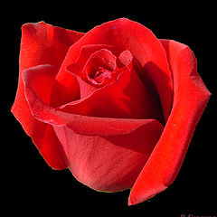 photo "Rose"