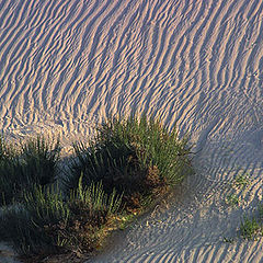 photo "Sand ripples"