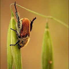 photo "The gymnast"