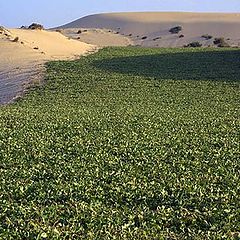 фото "Cultivated sand dunes"