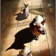 фото "Cat and sun."