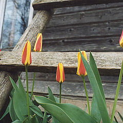 photo "Tulips of my friends garden"