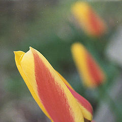 photo "Tulips of my friends garten1"