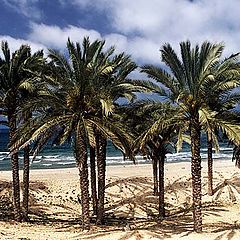 photo "Palm Beach"