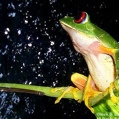 фото "Frog contemplating the universe"