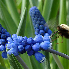 photo "Refuelling in air"