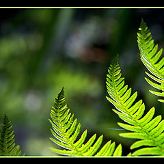 фото ""Green graphic""