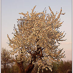 photo "Flowering of a wild sweet cherry."