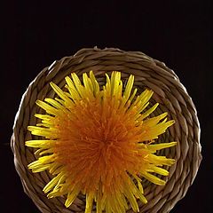 photo "The sow thistle"