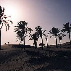 photo "Palm Trees # 4 ( Repost )"