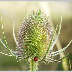 photo "Under the Aegis..."