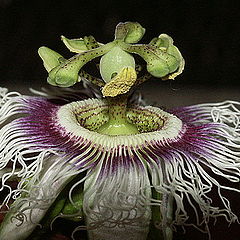 photo "Passiflora ..."