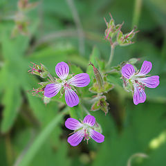 photo "Florets"